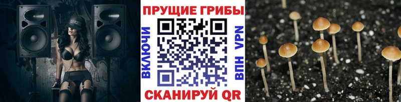 магазин Сортавала Псилоцибиновые грибы мицелий